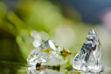 ice cube with leaves and flowers