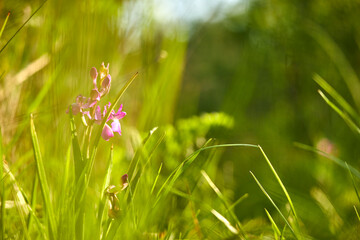                                nice flowers in the meadow