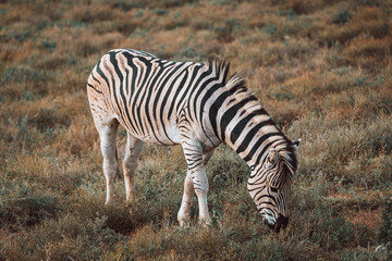 Zebra foal eating grass in Addo National Park, South Africa