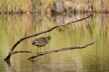 Juvenile Dusky Moorhen at Seymour Pond in Katandra Reserve