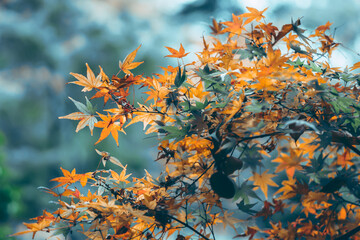 autumn leaves background with green , golden leaves