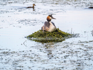 Great Crested Grebe, Podiceps cristatus, water bird sitting on the nest, nesting time on the green lake