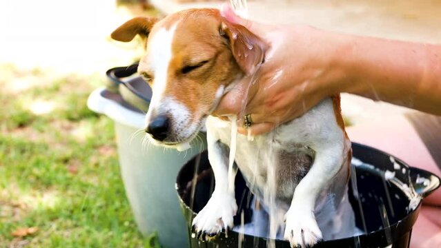 Cute Jack Russell terrier gets outdoor bath in bucket on grass; close-up