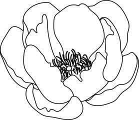 minimal botanical graphic sketch line art drawing, trendy tiny tattoo design, floral elements vector illustration