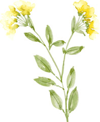 watercolor leaf and flower. Botanical illustration minimal style.
