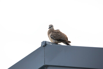 Close-up of spotted dove on the roof against a white background