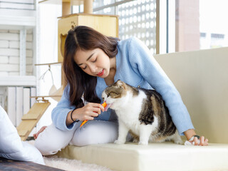 Millennial Asian young female owner sitting on cozy sofa couch smiling holding feeding treat short hair cute little domestic kitten furry purebreed pussycat pet friend in living room with wood tower