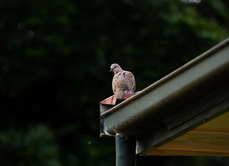 Spotted dove (pigeon) perched on top of a roof with a dark background of trees 