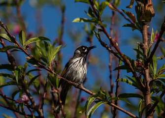 Australian New Holland Honey eater bird chirping while perched on a branch