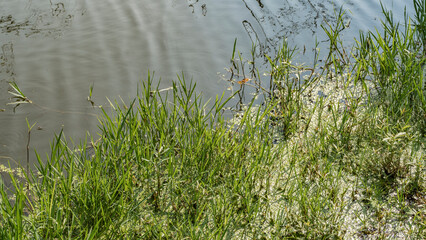 Lush green grass grows on the lake shore in a swampy area. Duckweed on the surface of the water. India. Keoladeo Bird Sanctuary. Bharatpur.