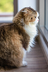 Portrait studio closeup shot of curious cute fat little white and gray long hair purebred kitten pussycat pet companion sitting relaxing resting on wooden floor alone in living room at home