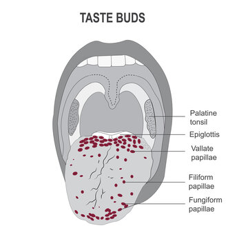 The taste buds, the sites of the nerve endings of sense of taste in the tongue,vector illustration.