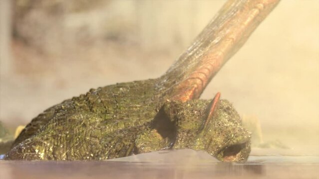 3D render animation of close up spinosaurus at a creek in the water in prehistoric setting, dinosaur concept