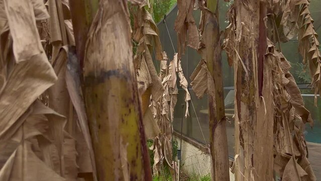 Ground View Of Dead Banana Trees In Backyard Near Swimming Pool And Screened In Patio Lanai