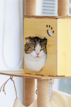 Portrait closeup shot of white and tabby gray cute little fat short hair kitten pussycat companion friend laying down resting relaxing in cat tower wooden house box with paw logo in living room