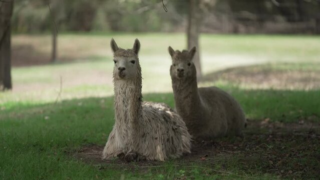 alpacas x2 sitting in the shade in Australia Shot in 4K with Sony Fx6