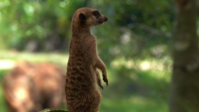 Selective focus extreme close up shot of a cute african small mongoose, meerkat, suricata suricatta on sentry duty, standing on its hind legs, perch on a high point, guarding the perimeter.