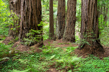 Old growth redwood tree trunks on the California coast
