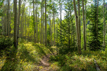 Fototapeta na wymiar Hiking trail through aspen grove in early fall
