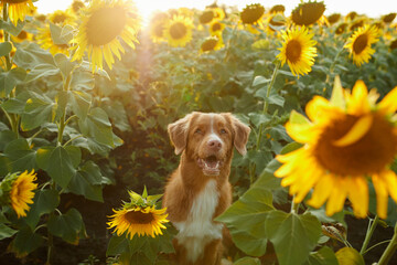 dog in sunflowers. cute nova scotia retriever in a field of flowers. Pet in nature