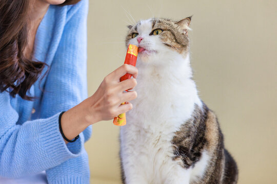 Closeup Studio Shot Of White And Brown Cute Little Fat Short Hair Purebred Kitten Pussycat Companion Sitting Down Resting Relaxing Eating Cat Jelly Treat While Human Owner Feeding On Cozy Sofa Couch