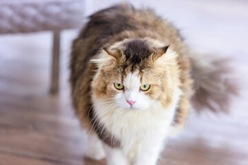 Closeup studio shot white and gray cute little fat long hair purebred kitten pussycat companion...