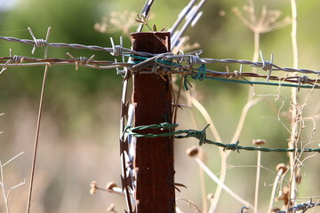 Green plants around a barbed wire fence.