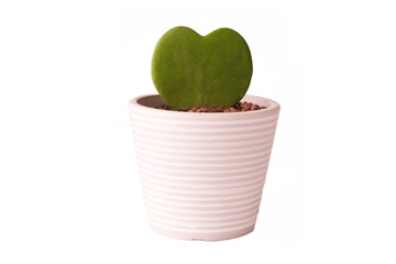 heart plant in a pot
