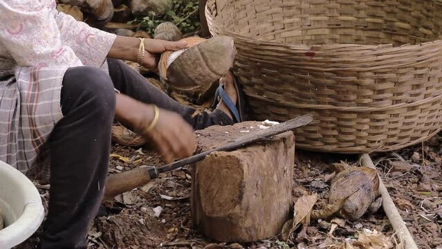 Person breaking a mature coconut and detaching the coconut copra from its hard shell used for making coconut oil