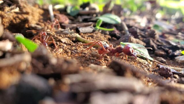 Hormigas recolectoras de hojas marchando cerca de su homiguero