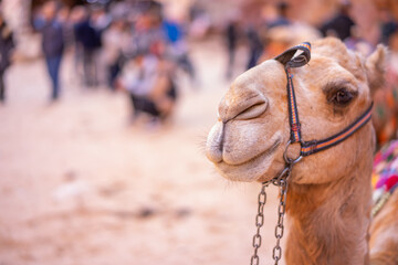 Close up of a camel, the animal that used as a ride for tourists at Petra, The Lost City, Jordania.
