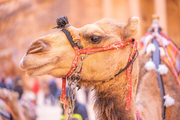 Close up of a camel, the animal that used as a ride for tourists at Petra, The Lost City, Jordania.