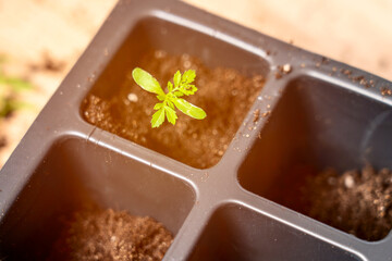 preparation of seedlings, the season of planting vegetables, a concept
