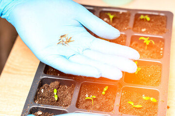 preparation of seedlings, the season of planting vegetables, a concept