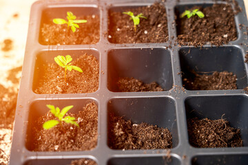 preparation of seedlings, the season of planting vegetables, a concept