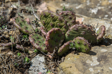 Wild Prickly Pear Cactus, Opuntia in spring. Crimea