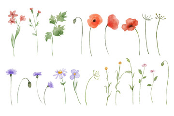Set of watercolor illustrations of red poppy wildflowers isolated on white background. Hand painted illustrations collection - obrazy, fototapety, plakaty