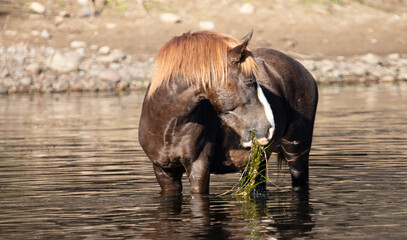 Fototapeta premium Brown chestnut bay wild horse stallion reflecting in the Salt River while feeding on eel grass - Mesa Arizona United States