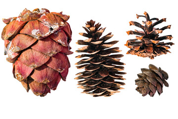 Cedar, spruce, pine, larch cones on a white background