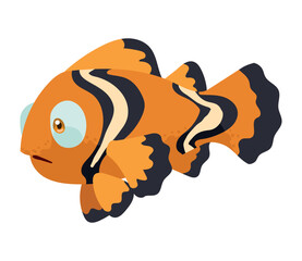 ornamental clownfish swiming