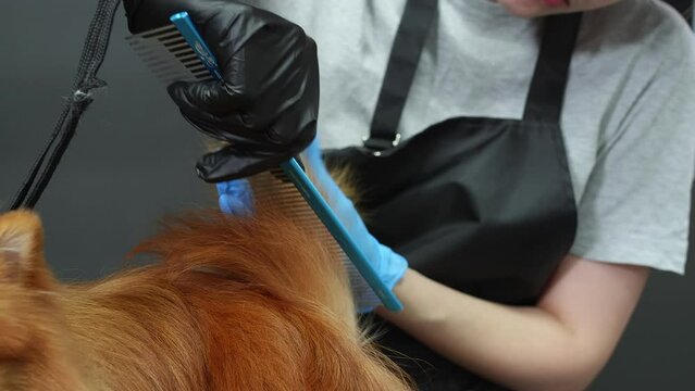 Groomer in gloves and uniform is combing hair on the tail of fluffy ginger spitz dog in grooming salon using comb. Grooming, hygienic procedures, hair cutting, combing and care in grooming salon.