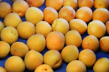 Ripe yellow apricots close-up, fruit harvest, foreground focus, horizontal picture