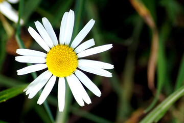 Obraz premium makro, blumen, pflanzen, natur, winter, frühling, wetter