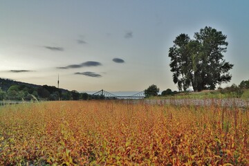 Elbe und Elbufer