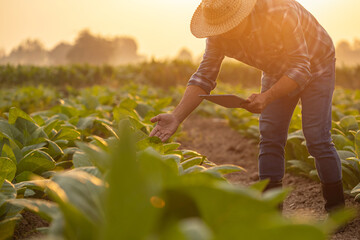 Farmer working in the tobacco field. Man is examining and using digital tablet to management, planning or analyze on tobacco plant after planting. Technology for agriculture Concept