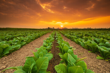 Young green tobacco plant in field at Sukhothai province northern of Thailand