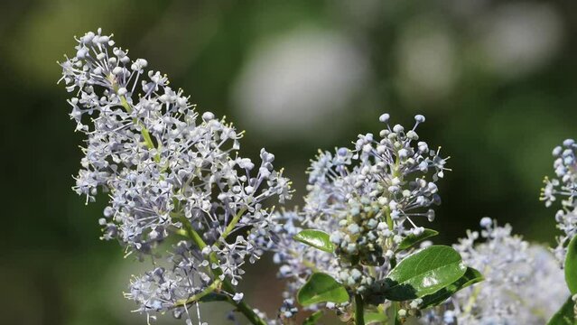 Blue flowering axillary polydeterminate dichasiate thyrse inflorescences of Ceanothus Spinosus, Rhamnaceae, native perennial monoclinous shrub in the Santa Monica Mountains, Transverse Ranges, Winter.