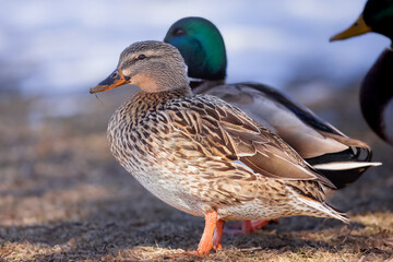 Male and Female Mallard