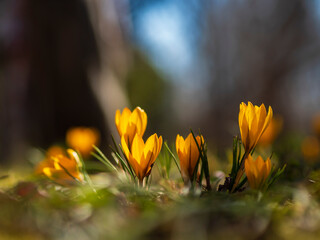 幻想的なクロッカス