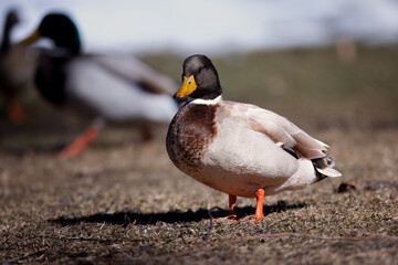 Mallard duck